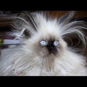 Meet your Posher, Valerie